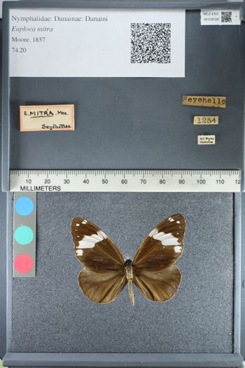 Media type: image;   Entomology 159728
